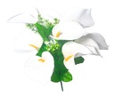 Flor (4320) - ramo de 10 anturios alto=44cm y corola=9cm