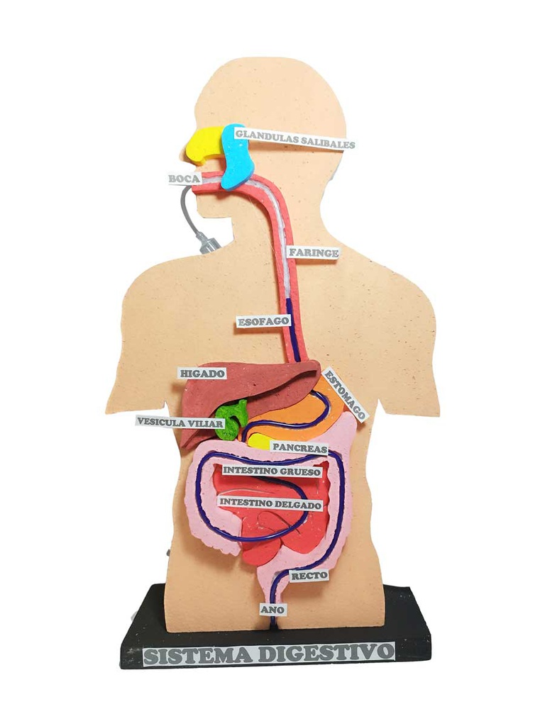 Maqueta aparato digestivo 3D