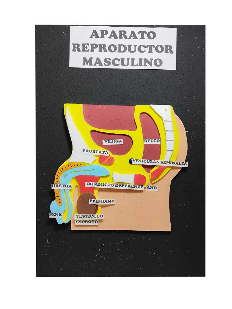 Maqueta aparato reproductor masculino