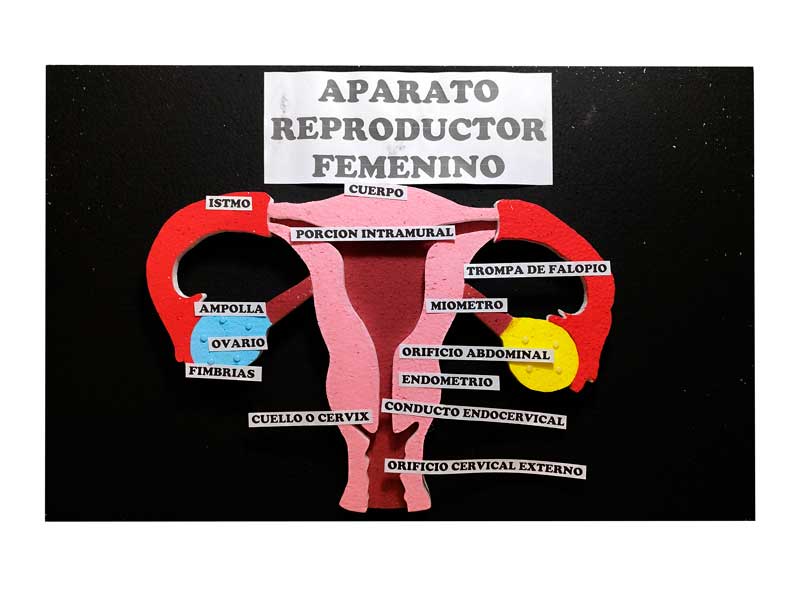 Maqueta aparato reproductor femenino