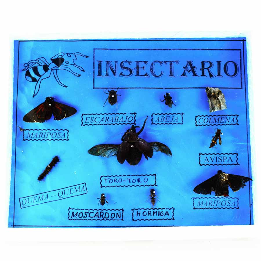 INSECTARIO GRANDE