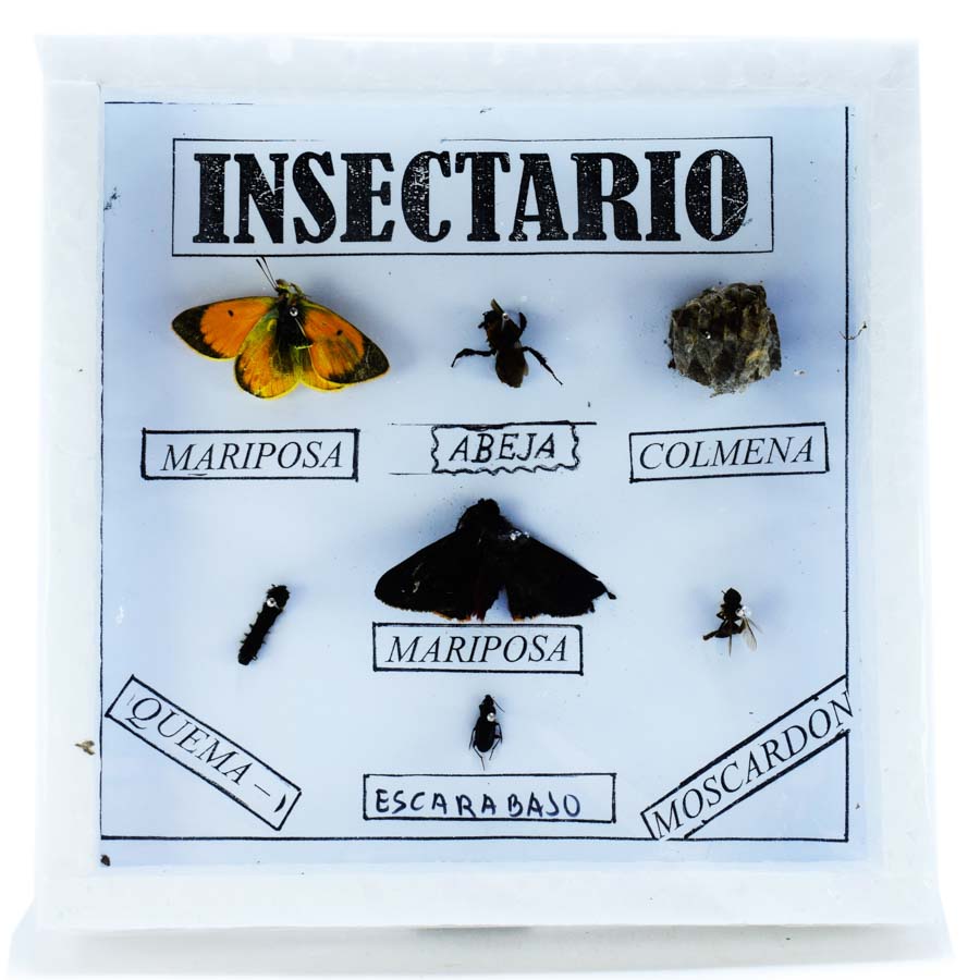 INSECTARIO PEQUEÑO 18cmx18cm