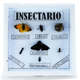 [INSEC-1] INSECTARIO PEQUEÑO 18cmx18cm